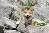 CORGI PEMBROKE 481